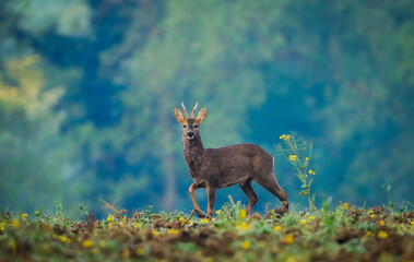young roebuck deer in the fields