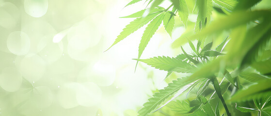 Bright cannabis leaves with bokeh effect