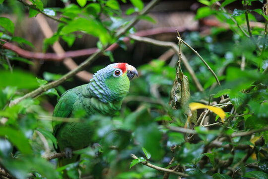 Paradies V&ouml;gel in Costa Rica