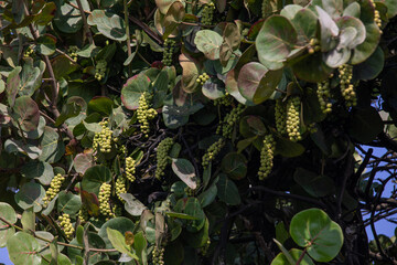 Coccoloba uvifera branch with unripe green fruits.
