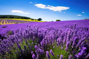 Naklejka premium Vibrant Lavender Field Landscape
