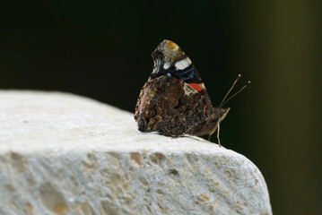 Red admiral butterfly (Vanessa Atalanta) sitting on stone in Zurich, Switzerland