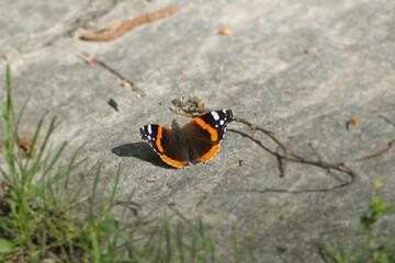 Red admiral butterfly (Vanessa Atalanta) sitting on stone path in Zurich, Switzerland