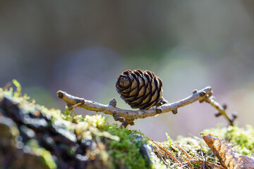 Larch cone close-up on a colorful forest background