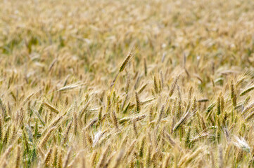 Hordeum vulgare barley tall stem and seeds in golden yellow color before harvesting on the field, ripening agricultural cereal