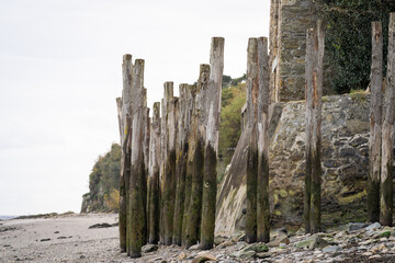 Coastline of oyster production area of Cancale Bretagne France. Wooden pillars covered with algae....