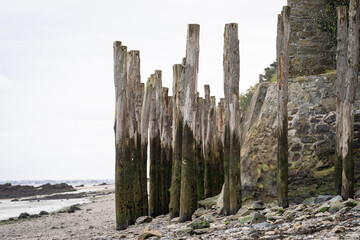 Coastline of oyster production area of Cancale Bretagne France. Wooden pillars covered with algae....
