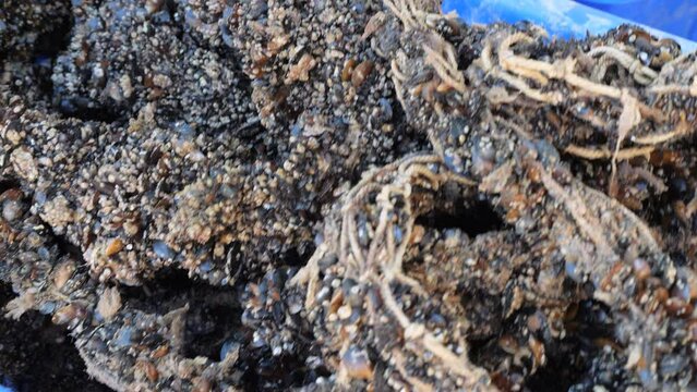 Cultivation of sea mussels. A working artel on the seashore. Animal raw materials. Marine farm.