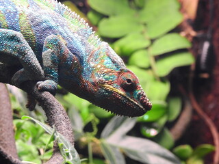 Chameleon on a branch in captivity
