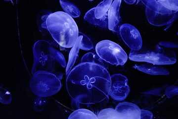 Jellyfish in an aquarium