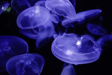 Jellyfish in an aquarium