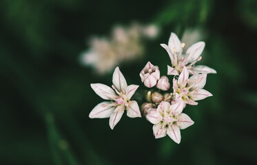 white and pink wildflowers, macro closeup