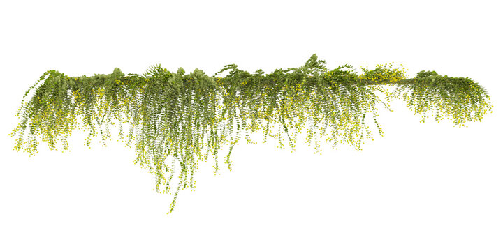 Set of various creeper plants, isolated on transparent background. 3D render