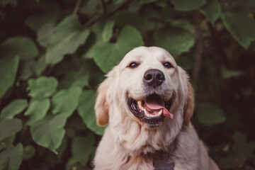 cheerful face of a golden retriever against a background of dark foliage