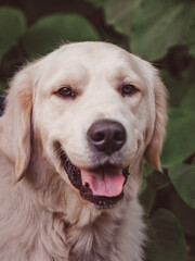 kind face of a golden retriever against a background of dark foliage