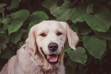 the perky face of a golden retriever against a background of dark foliage