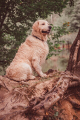 golden retriever sits on the shore of a pond and looks into the distance