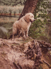 golden retriever stands on the shore of a pond and looks down