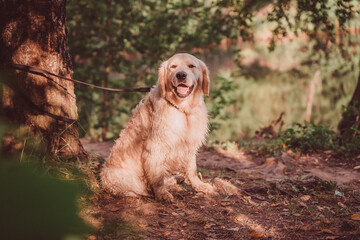 golden retriever sits under a tree with its mouth open in patches of sunlight