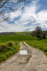 A view along a track in rural Sussex, with young crops growing in the fields surrounding
