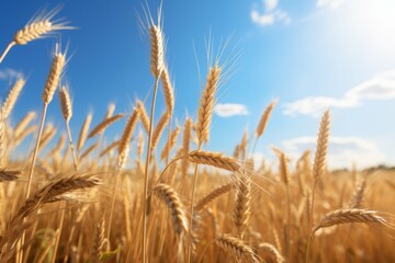 Fototapeta premium Golden Wheat Field