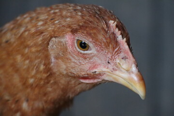 Close up of a Chicken Galliformes head with a vibrant yellow beak