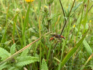 ladybug on green grass