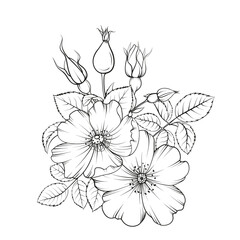 Black outline rosehip on white background. Hybrid tea rose