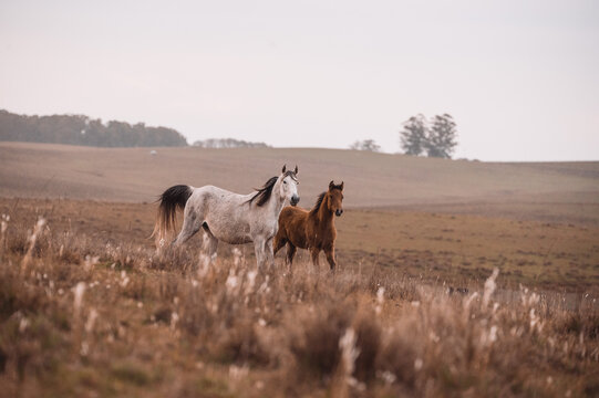 Mare and foal