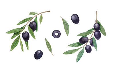 Watercolor olive branches, leaves, black olives fruit isolated on white background. Hand drawn illustration for design, greetings, wallpapers, print, fabric.
