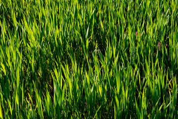 Top view of fresh cereal plants . Nature background abstract. Bright light on cereal. Agriculture cultivation