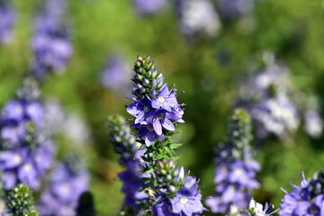 Niederliegender Ehrenpreis auf einer Frühlingswiese
