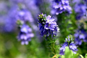 Niederliegender Ehrenpreis auf einer Frühlingswiese