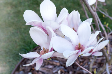 Ornamental shrub Magnolia soulangeana in early spring.
