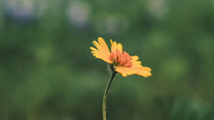 single yellow wild flower