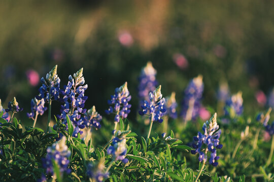 Texas Blue Bonnets bilder – Bläddra bland 7,795 stockfoton, vektorer ...