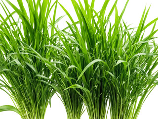 Obraz premium Lush Green Grass Clumps