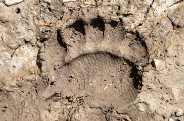 Close-up with a bear footprint on the ground