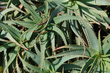Sharp toothed leaves of an aloë plant