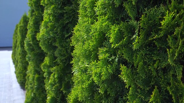 Row of Thuja trees in the city landscape.  Lined tree backyard. Hedge of  beautiful white cedar (Thuja occidentalis 'Smaragd') 