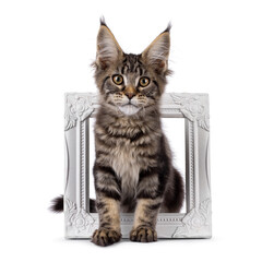 Pretty black tabby blotched Maine Coon cat kitten, sitting through white picture frame. Looking...