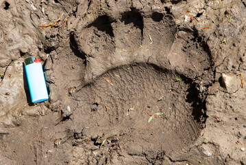 Close-up with a large bear footprint on the ground compared to a lighter