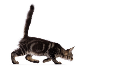 Pretty black tabby blotched Maine Coon cat kitten, walking side ways hunting with head low and tail...