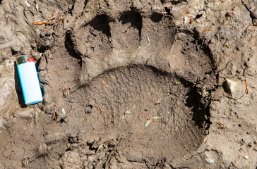 Close-up with a large bear track in the mud