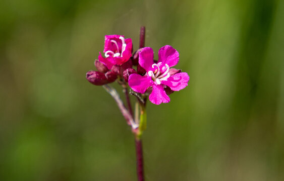 Close-up with a Silene viscaria flower