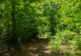 A dirt road through the wild deciduous forest. Footpath among trees and green bushes in the natural environment