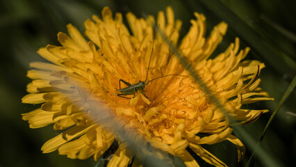 Grasshopper on a dandelion flower. Macro.