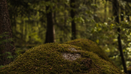 Moss in the forest with trees in the background. Shallow depth of field