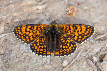 Close-up of a Melitaea athalia butterfly
 sitting on the ground with open wings
