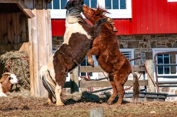 Two horses are fighting in a pen. One is brown and white. The scene is set in a barn